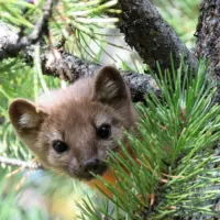 wildlife-3