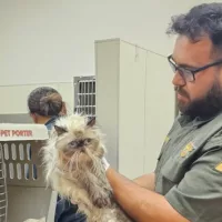 news_cats2_7125380698