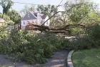 tree-down-nj-ht-jt-250704_1751636997747_hpmain_16x9561665