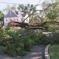 tree-down-nj-ht-jt-250704_1751636997747_hpmain_16x9561665