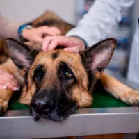 news_dogillnessvet_71025662564