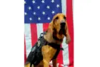 news_georgiapolicedog_71525252448