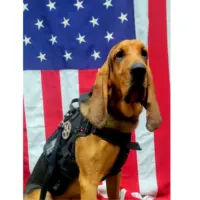news_georgiapolicedog_71525252448