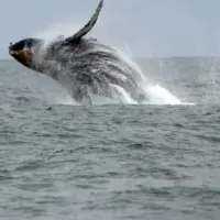 getty_whale_72125813247