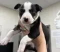 puppy-3