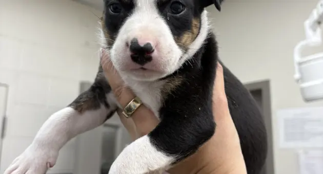 puppy-3