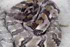 news_tennwildlifesnake_081525189528