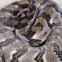 news_tennwildlifesnake_081525189528