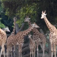 getty_giraffes_082125828975