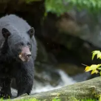 getty_bear_082925373116