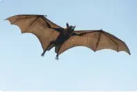 bat-5