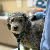 poodle