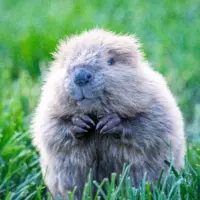 baby_beaver-_soil_alive-photo_by_john_williams