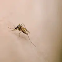 getty_mosquito_102725318845