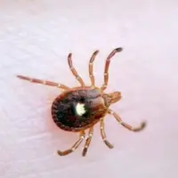 getty_lonestartick_111425_0354360