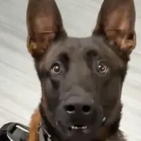 news_burbankpddog_112425383439