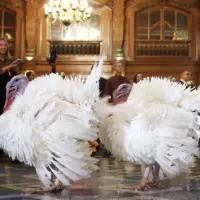 getty_pardonedturkeys_112525828504