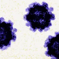 news_norovirus_112525640907