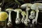 getty_mushrooms-1-gty-gmh-260115_1768496950957_hpmain545670