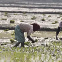 news_agriculture_012126672784