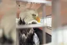 news_eagle_21826554055