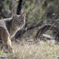 close-up-release-shot-_photo-credit_-sue-dougherty