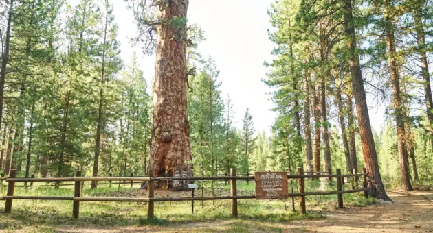 lapinestateparkdylanvanweelden