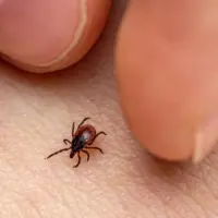 gettyrf_81022_tick400416