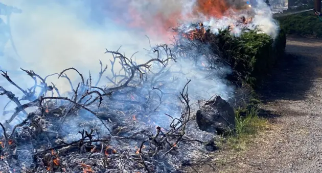 croppedbrushfirestudiord