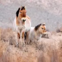 getty_przewalskis-horses_042226312598