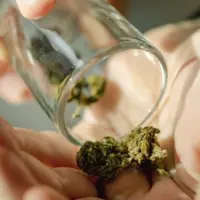 gettyrf_marijuana_042326679204