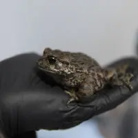 ambassador-animal-volunteers-help-care-for-timmy-the-snake-and-shar-the-hawk-photo-credit-sue-dougherty