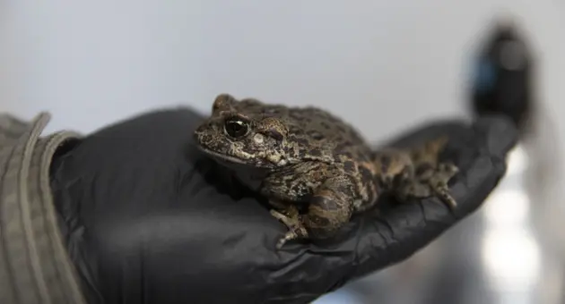 ambassador-animal-volunteers-help-care-for-timmy-the-snake-and-shar-the-hawk-photo-credit-sue-dougherty