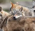 wolf-family
