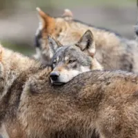 wolf-family