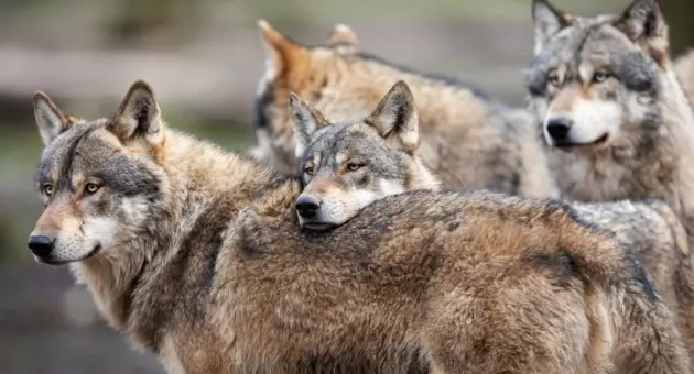wolf-family