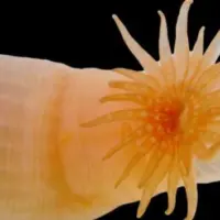 nipponfoundation_burrowing-sea-anemone_051926946631