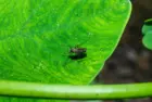getty_westnilevirus_51926889401