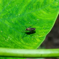 getty_westnilevirus_51926889401