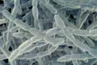 g_legionnaires_070926981302