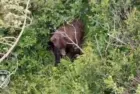 anchoragepolice_brownbear_072126546794