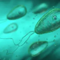 getty_braineatingamoeba_090126866027
