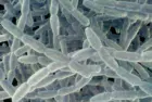 getty_legionellapneumophilabacteria_09112611338