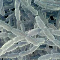 getty_legionellapneumophilabacteria_09112611338