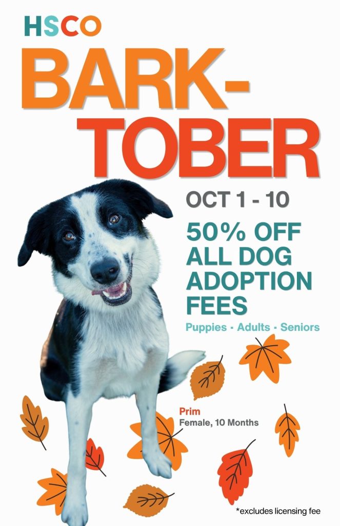 HSCO Offers 50% Off All Dog Adoption Fees Oct. 1–10 | MyCentralOregon ...
