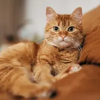 cat-1-gty-er-261007_1791407670001_hpmain_16x9824890
