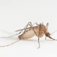 mosquito-2-gty-er-261014_1791995279835_hpmain_16x9179812