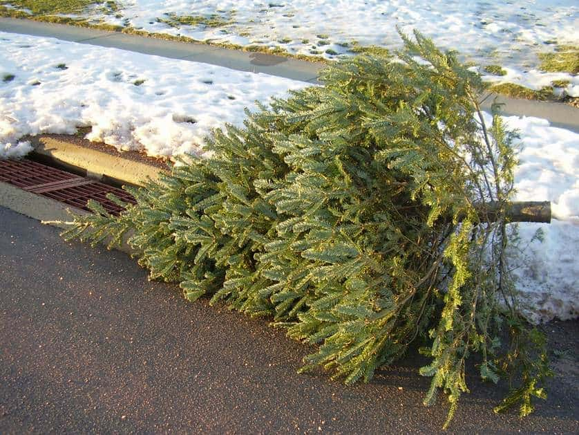 Christmas Tree Pick-Up | WKHM-AM