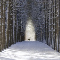 deer-snow-free-wallpapers-1600x1200