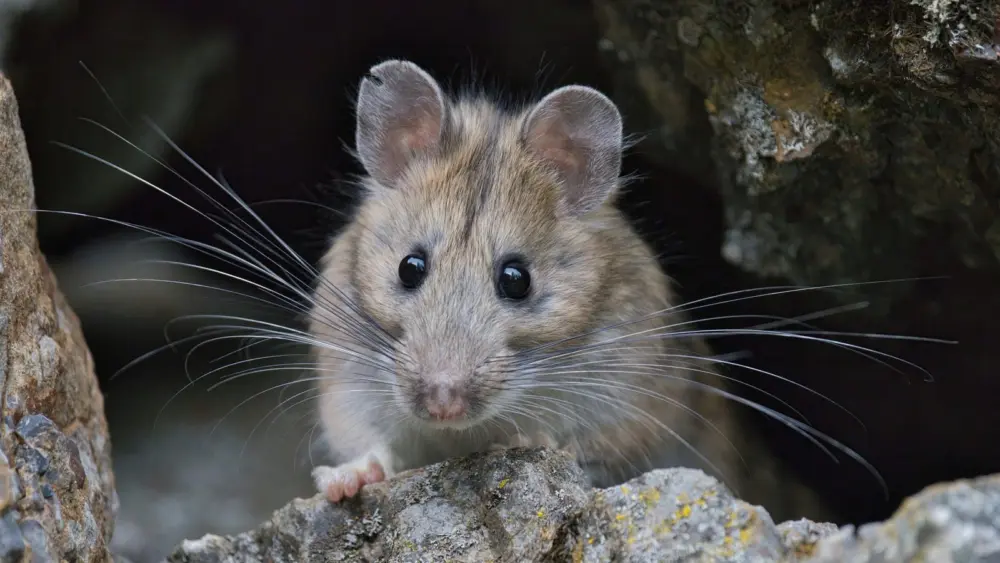 l-intro-1762378273140767